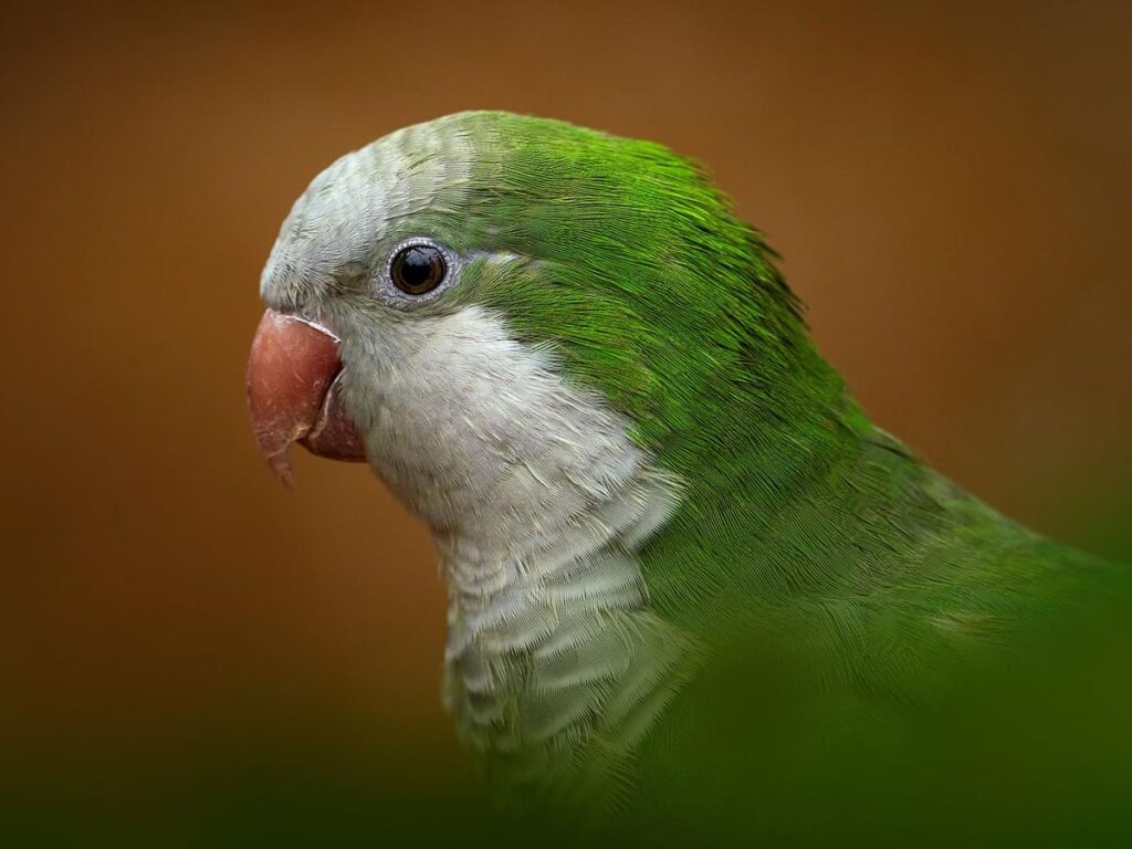 How Long Does A Quaker Parrot Live