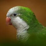 How Long Does A Quaker Parrot Live