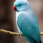 How Much Are Indian Ringneck Parrots