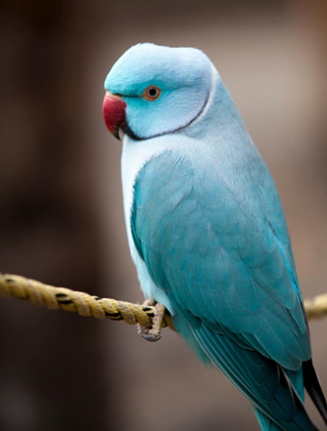 How Much Are Indian Ringneck Parrots