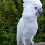 How Much Is A Cockatoo Parrot