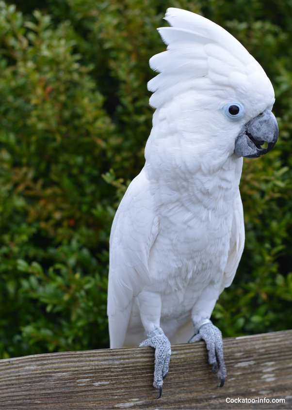 How Much Is A Cockatoo Parrot