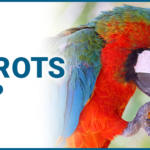 What Can Parrots Eat