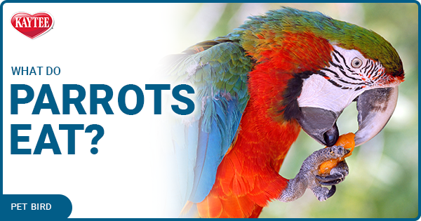 What Can Parrots Eat