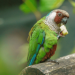 What Do Parrots Eat In The Wild