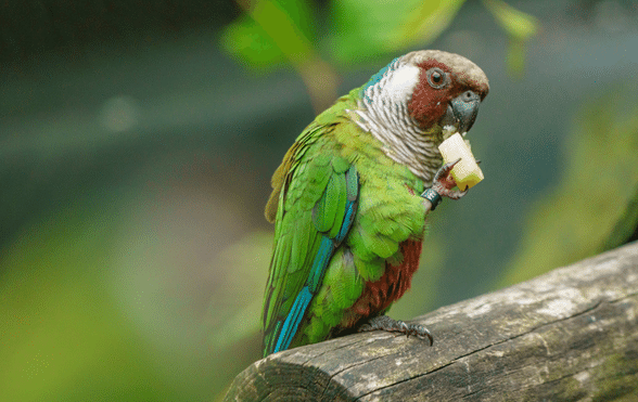 What Do Parrots Eat In The Wild